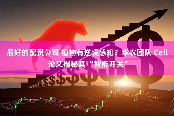 最好的配资公司 植物有逆境感知？华农团队 Cell 论文揭秘其 “智能开关”
